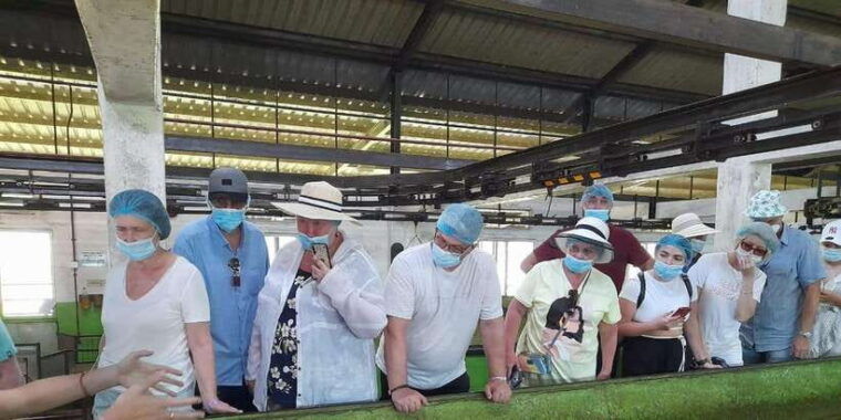 galle-day-tour-with-river-safarisea-turtle-tea-plantation