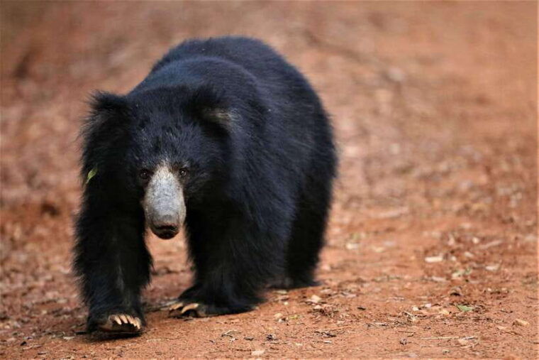 galle-or-mirissa-private-yala-safari-with-lunch-at-campsite