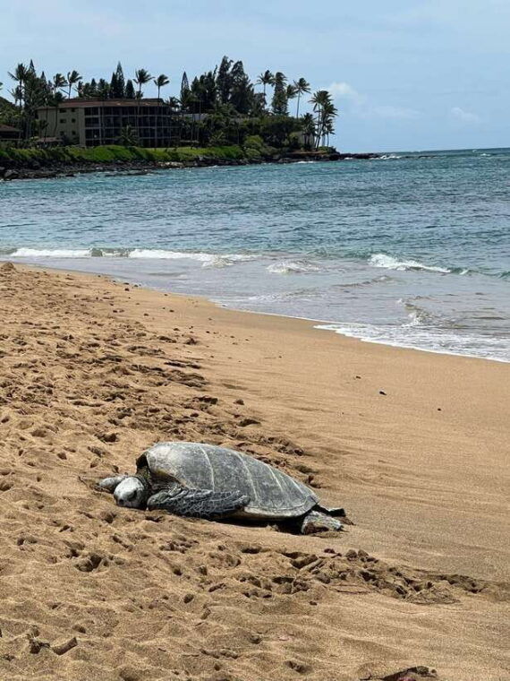 galle-private-day-tours-with-sea-turtles-visit-boat-safari