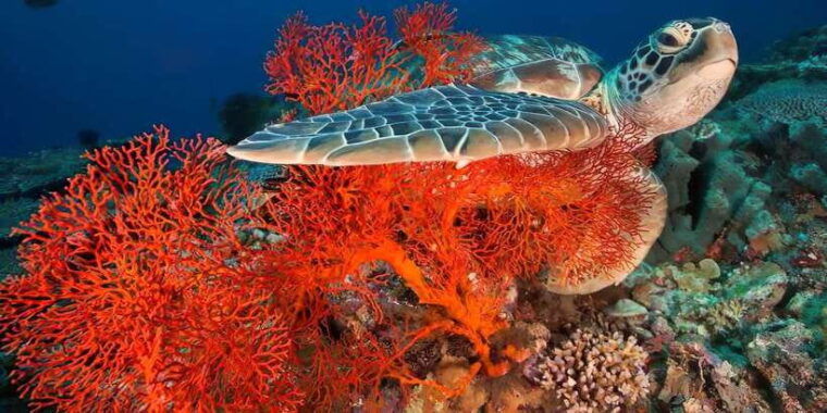gili-islands-snorkeling-adventure