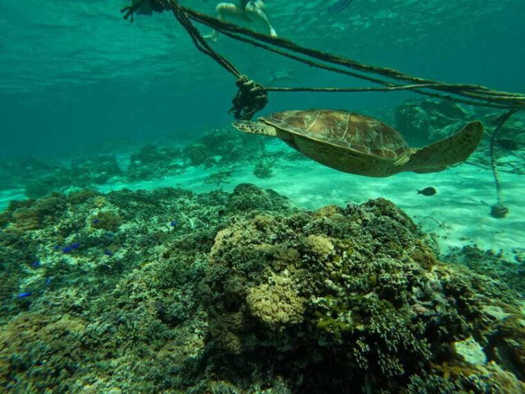 gili-islands-snorkeling-day-trip-with-private-speedboat