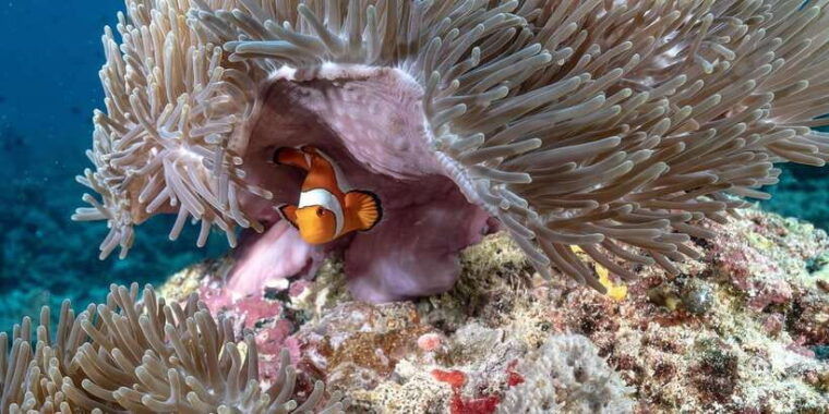 gili-trawangan-discovery-scuba-diving