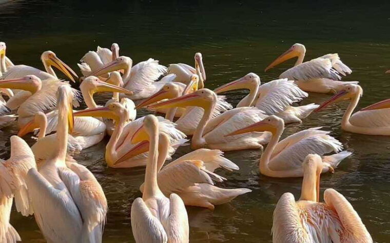 guangzhou-chimelong-birds-park-ticket-for-adult