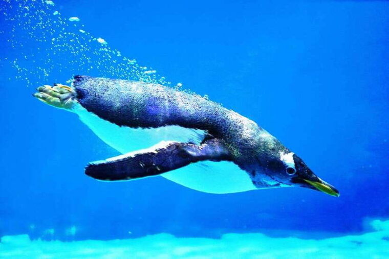 guangzhou-grandview-plaza-polar-ocean-world-entry-ticket