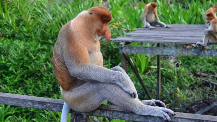 half-day-labuk-bay-proboscis-monkey-sanctuary-sandakan