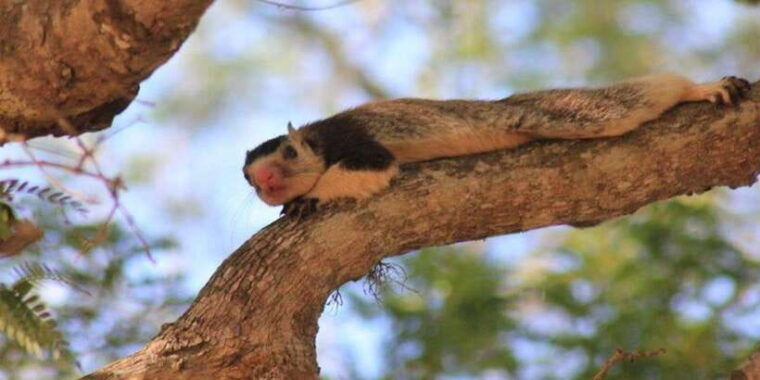 hambantota-port-cruise-yala-wildlife-safari-6-hours