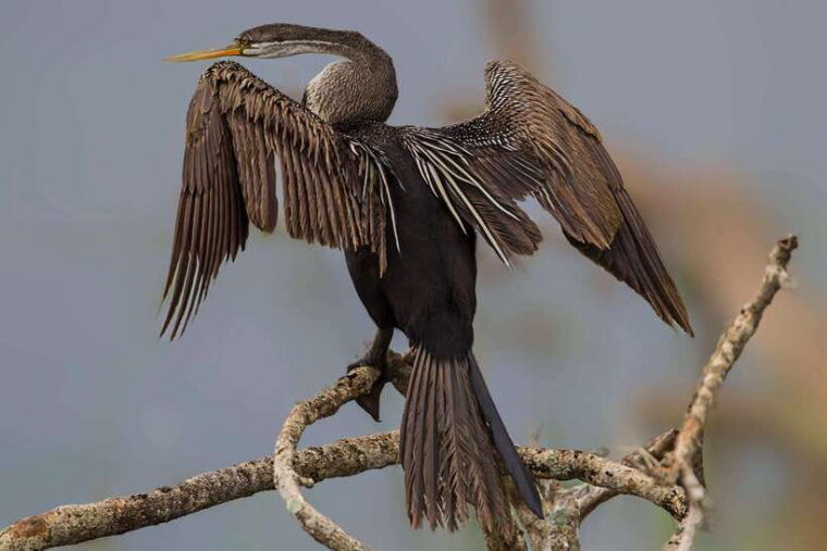 hambantota-port-yala-national-park-safari-shore-excursion