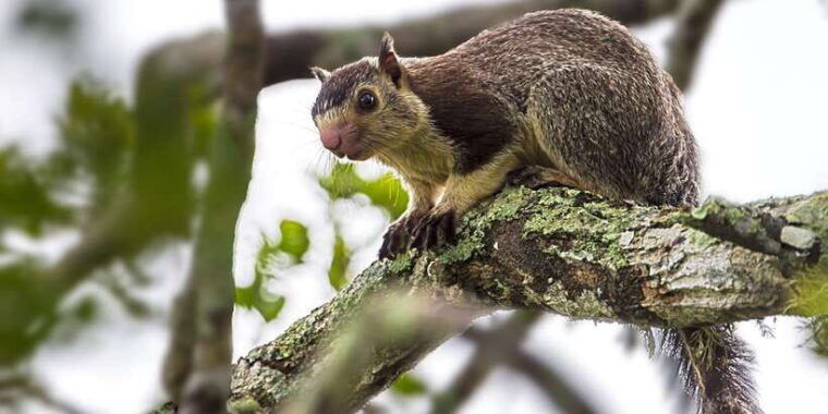 hambantota-yala-national-park-wildlife-safari-in-a-4x4