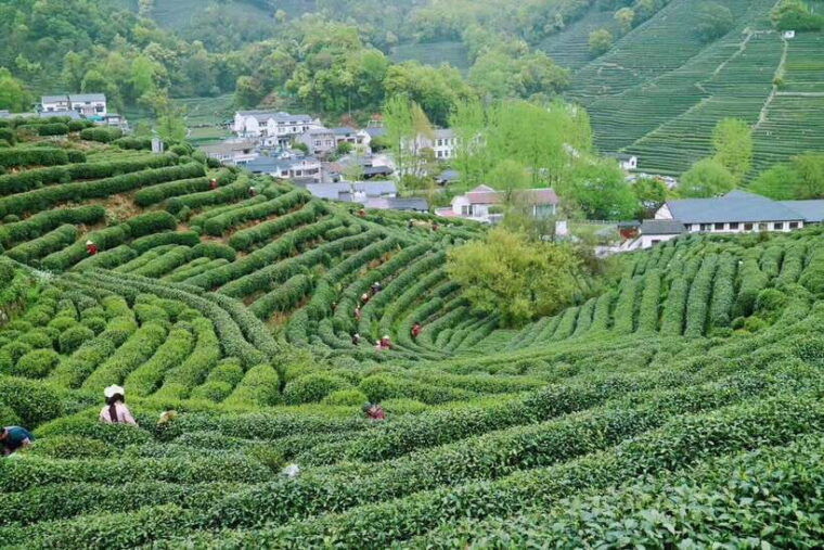 hangzhou-private-day-trip-by-bullet-train-from-shanghai