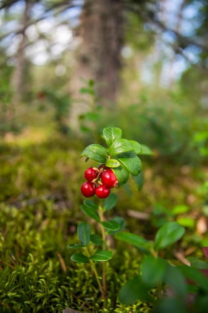 helsinki-nuuksio-national-park-hiking-with-campfire-lunch