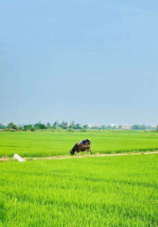hoi-an-countryside-bicycle-tour-with-farm-basket-boat-ride