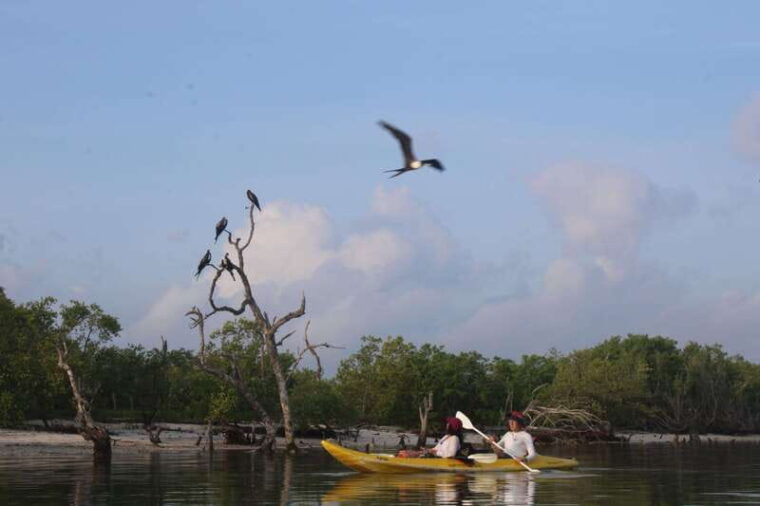 holbox-guided-sunrise-sunset-kayak-tour-by-mangrove-reserve