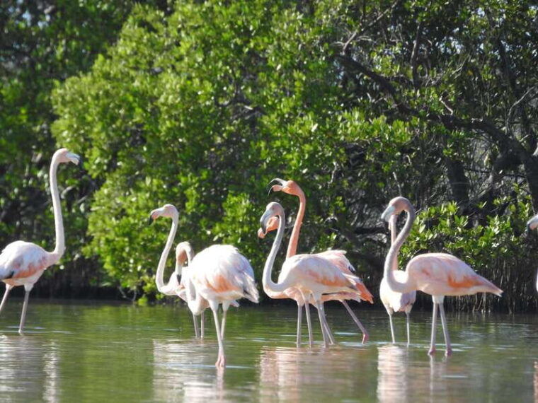 holbox-sunrise-kayak-tour-through-the-mangroves