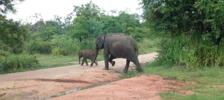hurulu-eco-park-safari