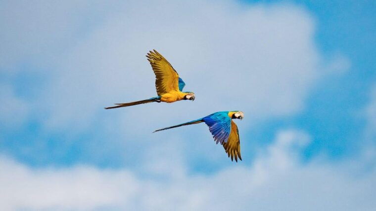 in-depth-amazon-experience-4-days-inside-rainforest