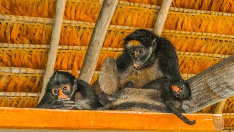 iquitos-amazon-jungle-4d-3n-journey-on-the-rainforest
