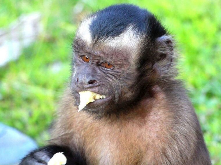 iquitos-incredible-4-day-amazon-tour