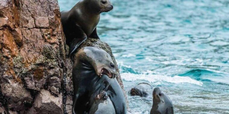 islas-ballestas-boat-tour-the-galapagos-of-peru