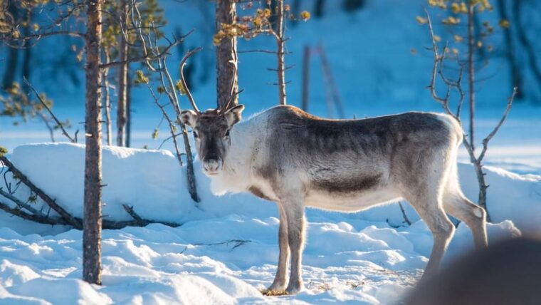 ivalo-magical-moments-at-the-reindeer-farm