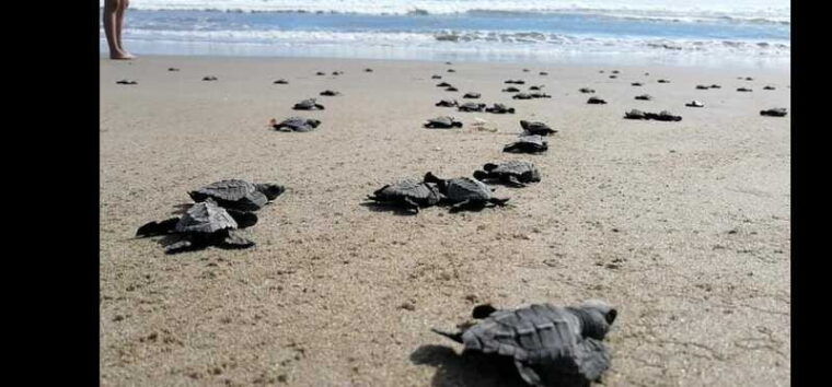 ixtapa-zihuatanejo-turtle-release-tour