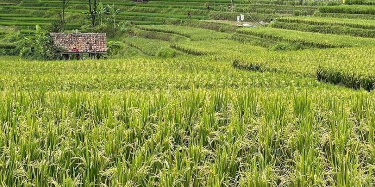 jakarta-volcano-tea-rice-fields-hot-spring-local-food