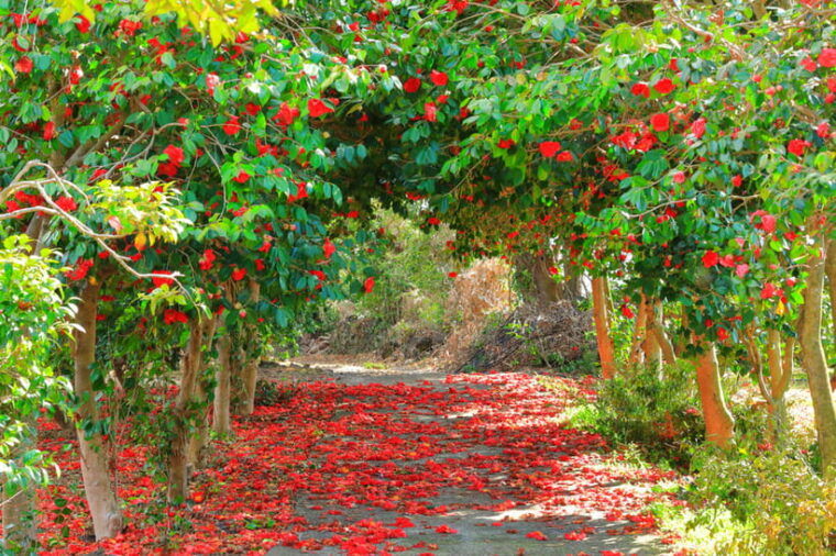 jeju-cherry-blossom-south-west-day-tour-with-hotel-pickup