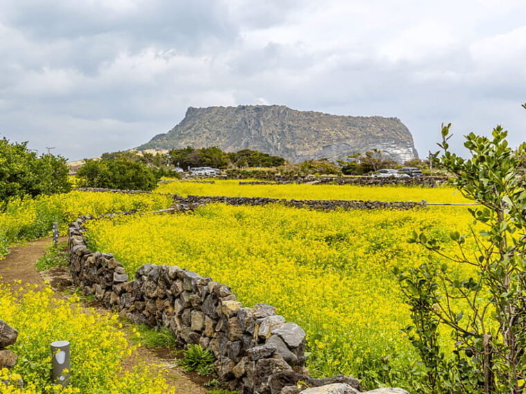 jeju-east-cherry-blossom-early-bird-tour-with-hotel-pickup