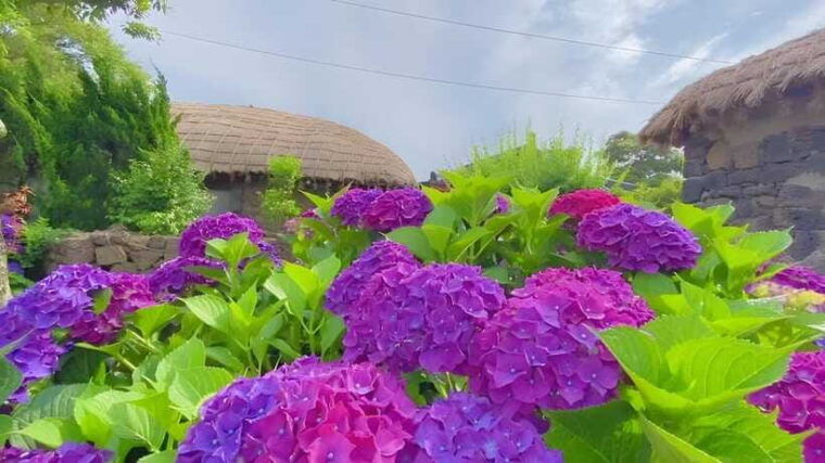 jeju-hydragea-festival-tour-east-route