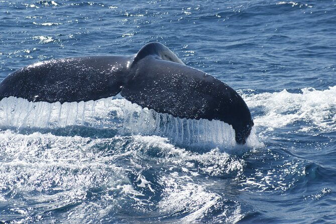 Kalbarri Whale Watching Tour Guided - FAQ