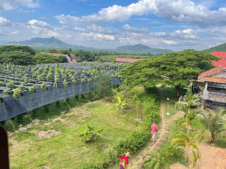 kampot-pepper-farm-salt-fields-crab-market-from-phnom-penh