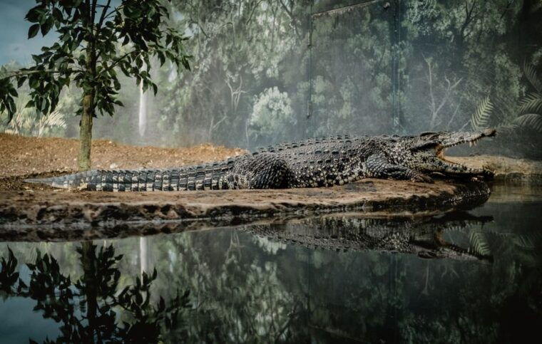 kathmandu-3-day-wildlife-culture-and-jungle-safari-tour