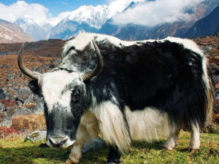 kathmandu-7-days-langtang-valley-trek