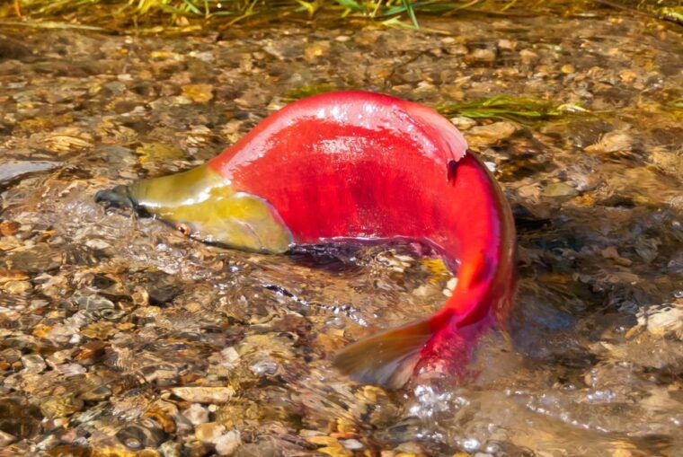 kelowna-mission-creek-salmon-run-audio-tour-by-e-bike