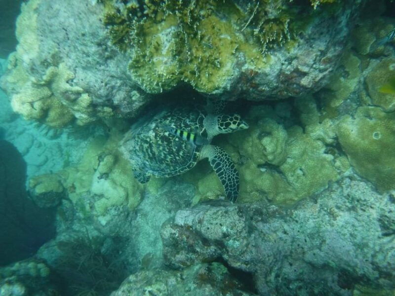 key-west-3-hour-afternoon-reef-snorkel-with-drinks