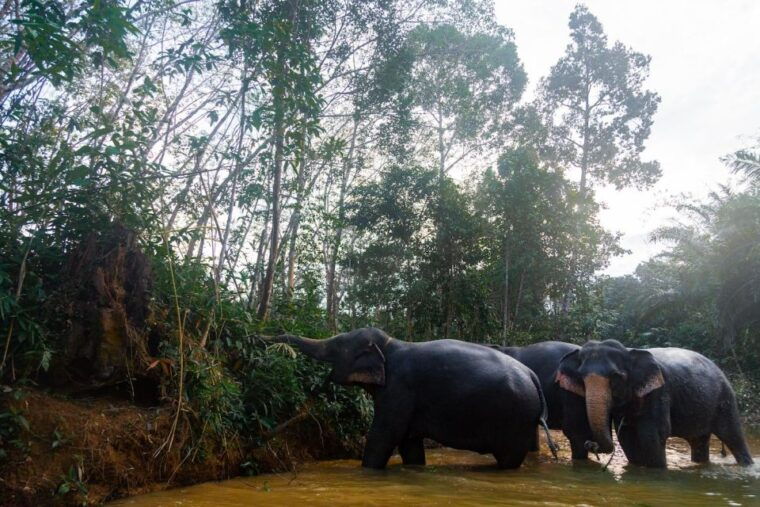 khao-lak-1-hour-elephant-sanctuary-eco-journey-with-shuttle