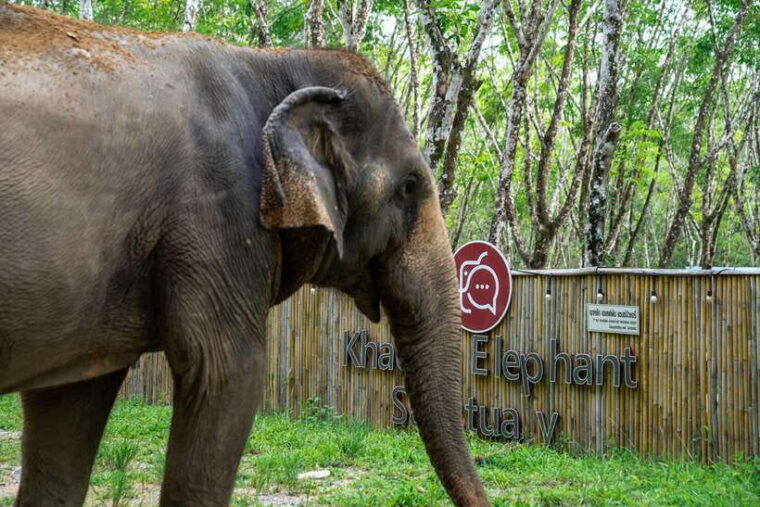 khao-lak-guided-nature-walk-elephant-experience