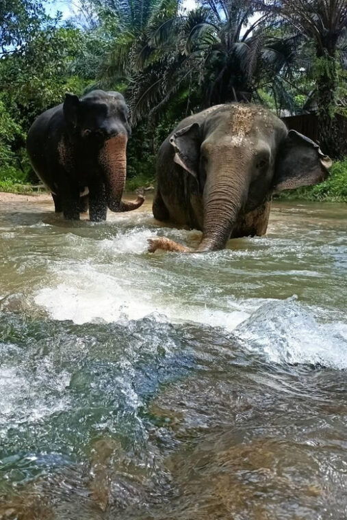 khaolak-ethical-elephant-nature-park-visit-with-lunch