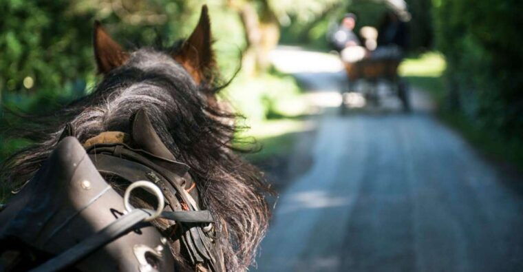 killarney-1-hour-jaunting-car-horse-and-carriage-tour