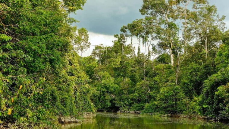 kinabatangan-river-trip-from-sandakan-with-lunch-included