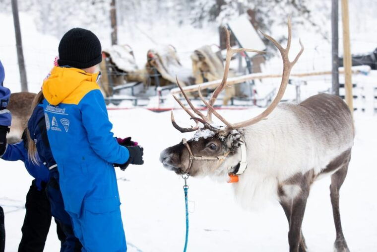 kiruna-sami-reindeer-experience