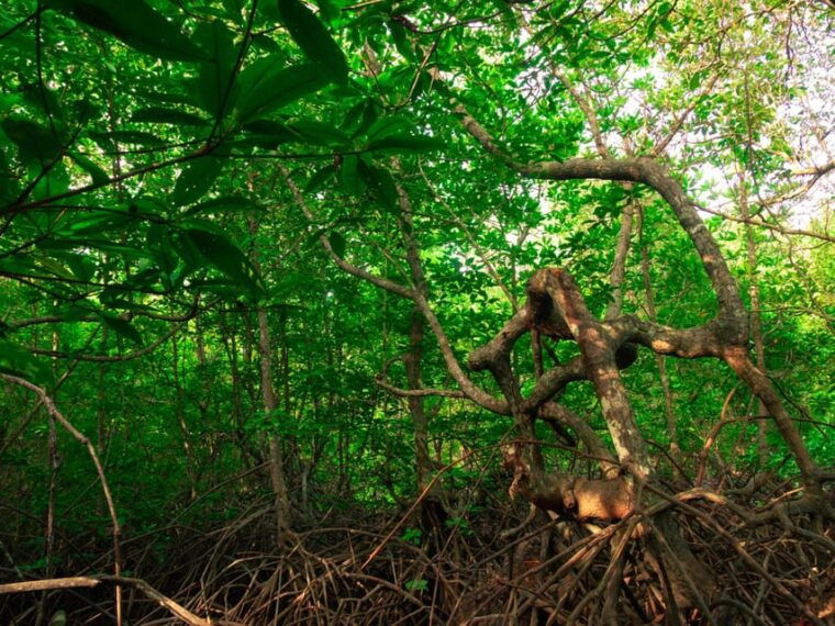 ko-lanta-mangrove-forest-kayak-wildlife-adventure