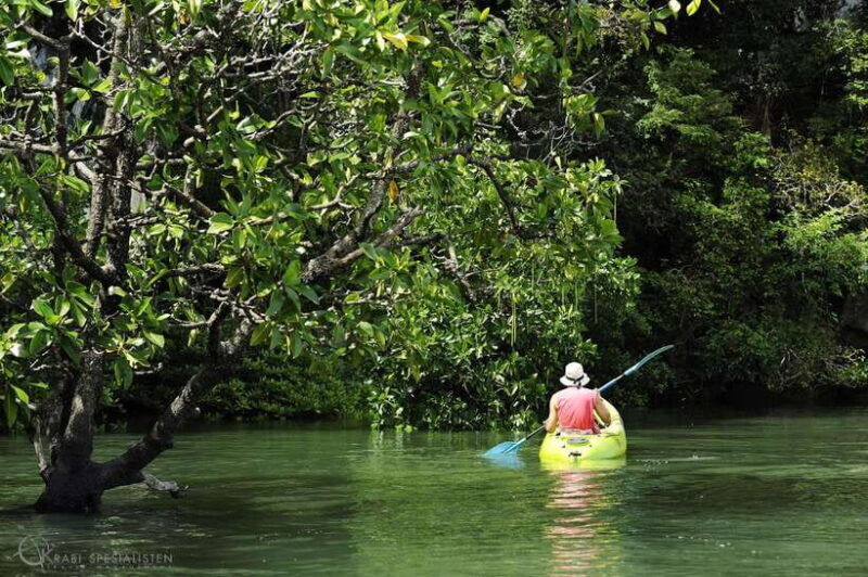koh-lanta-amazon-mangrove-kayaking-tour-with-lunch