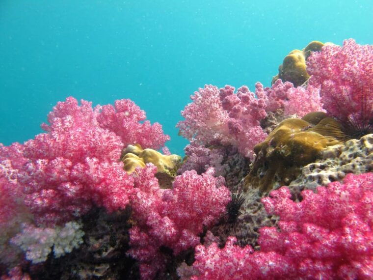 koh-lipe-5-island-snorkeling-trip-by-longtail-boat-w-lunch