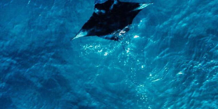 komodo-full-day-speedboat-tour-from-labuan-bajo