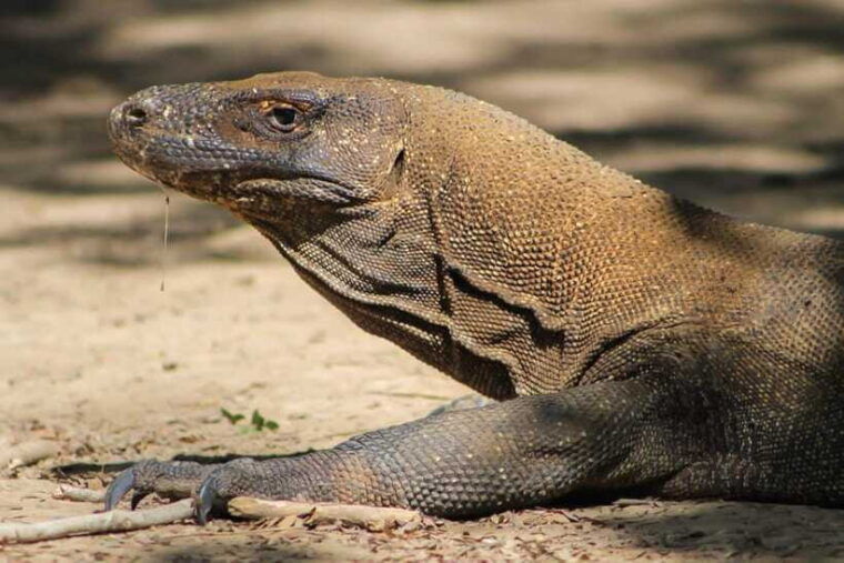komodo-one-day-tour-with-speed-boat