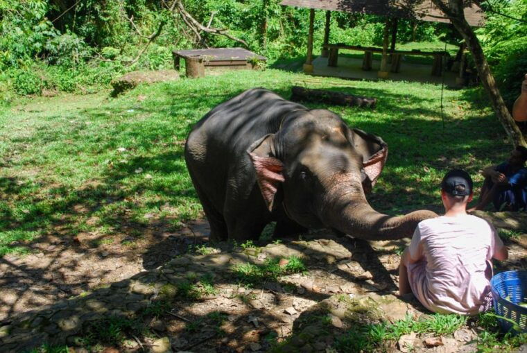 krabi-ethical-elephant-sanctuary-experience
