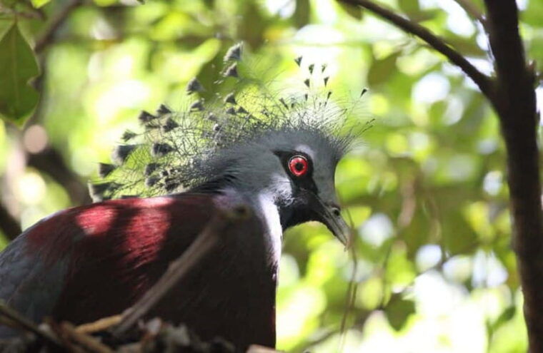 kuala-lumpur-bird-park-butterfly-garden-private-tour