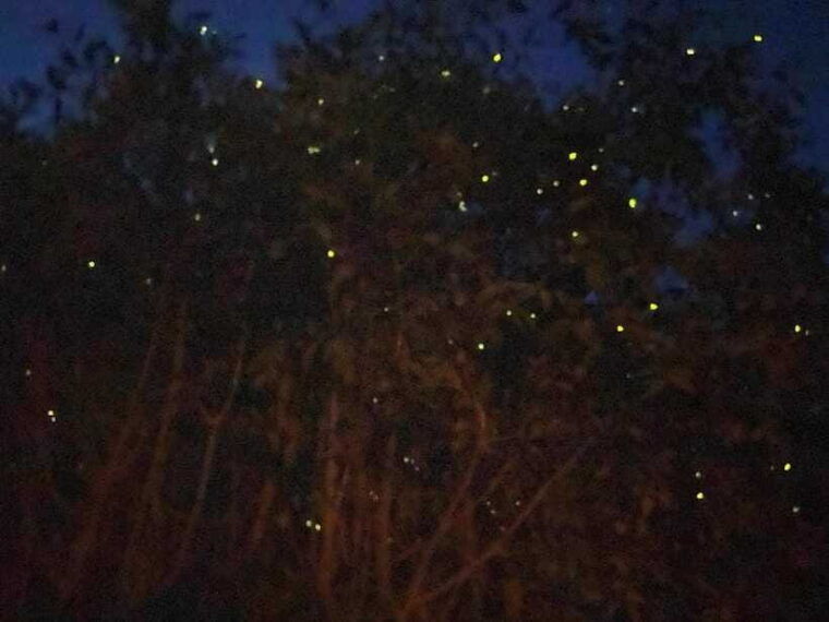 kuala-lumpur-kuala-selangor-fireflies-and-blue-tears-tour