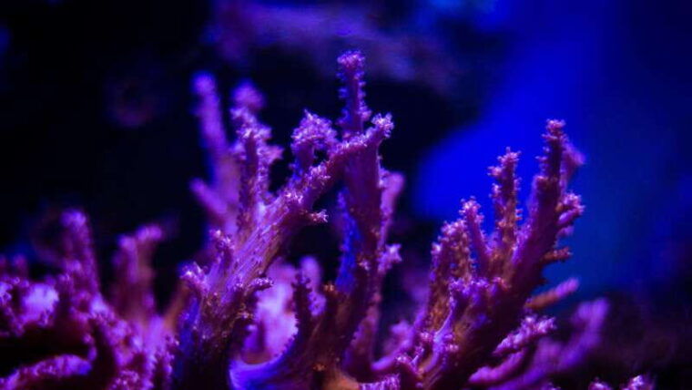 la-paz-coral-farm-snorkel-tour