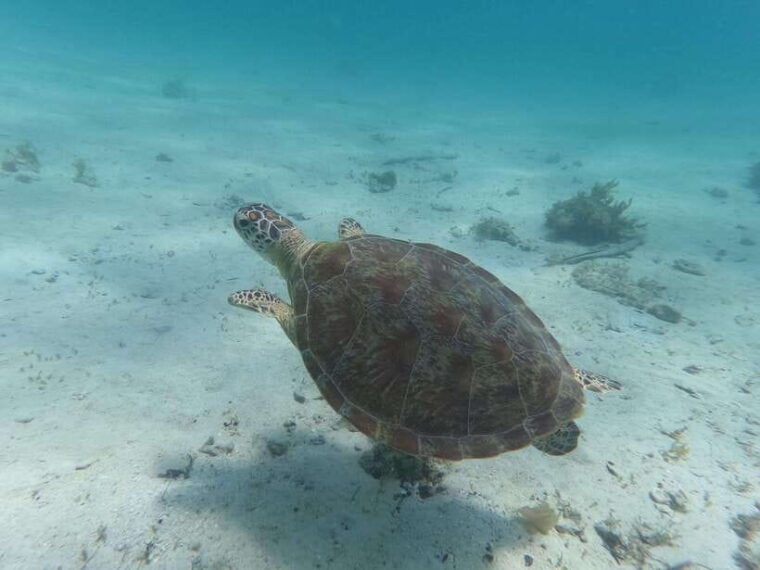 labuan-bajo-one-day-tour-to-explore-komodo-national-park